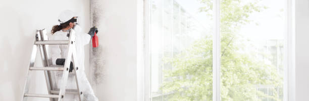 Best Environmental Consulting for Mold Prevention  in Vancleave, MS